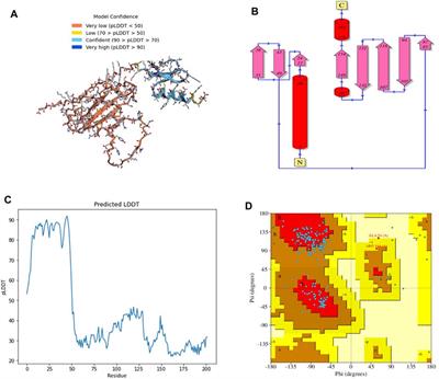 Chimeric vaccine design against the conserved TonB-dependent receptor-like β-barrel domain from the outer membrane tbpA and hpuB proteins of Kingella kingae ATCC 23330